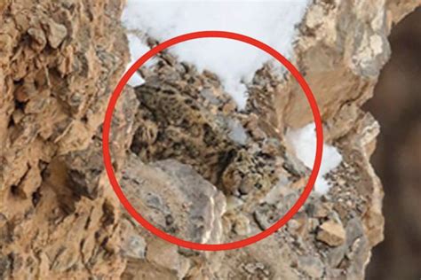 Snow Leopard Camouflage Is So Intense That They’re Practically ...