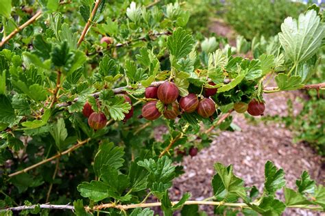 Picking Summer Gooseberries - The Martha Stewart Blog