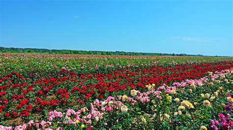 Field of Roses Wallpapers - 4k, HD Field of Roses Backgrounds on ...