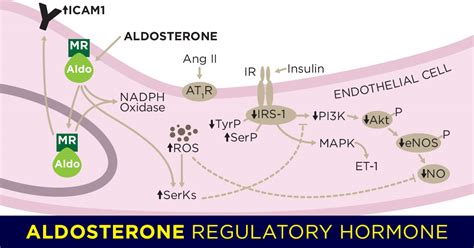 Aldosterone: Regulating Blood Pressure – Arbor Assays | Arbor Assays