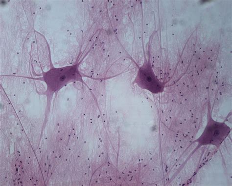 Nervous Tissue Description: Cells with cytoplasmic extensions Function ...