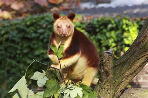 Wondiwoi Tree Kangaroo Facts - 900x599 Wallpaper - teahub.io