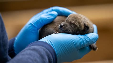 9 critically endangered red wolf pups were born at the North Carolina ...