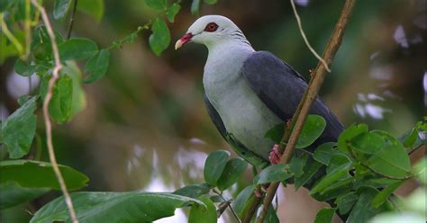 Checklist of the Birds of Andaman and Nicobar Islands | Bubo Birding