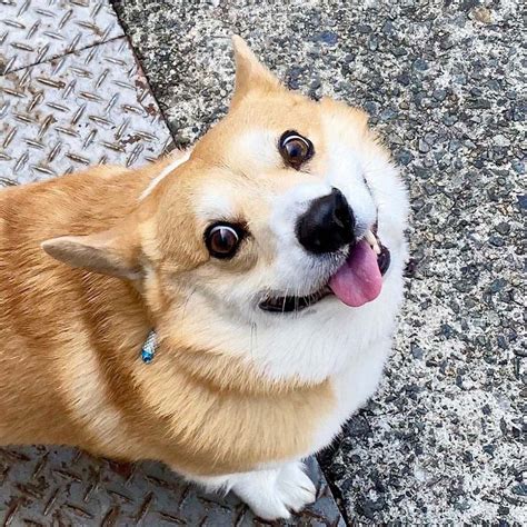 This Corgi Is A Meme King Whose Many Faces Express How 2020 Has Gone So Far