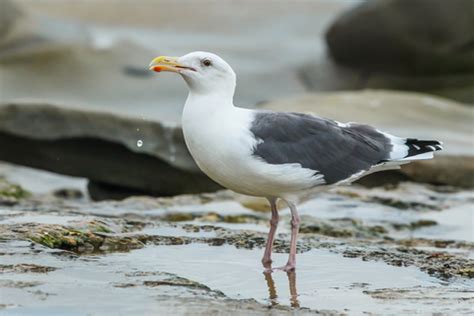 Western Gull - Coastal Interpretive Center