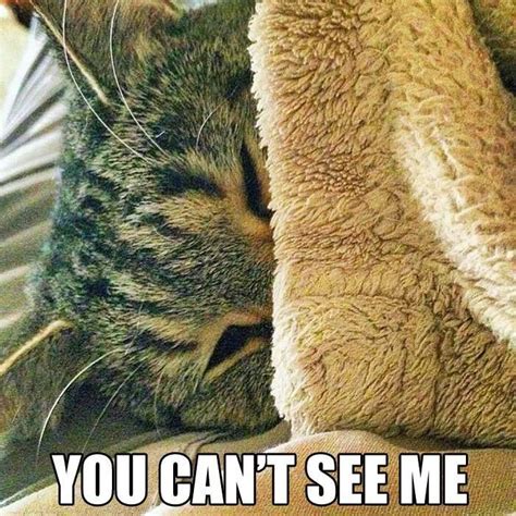 Hiding | Funny cat memes, Cats, Love pet