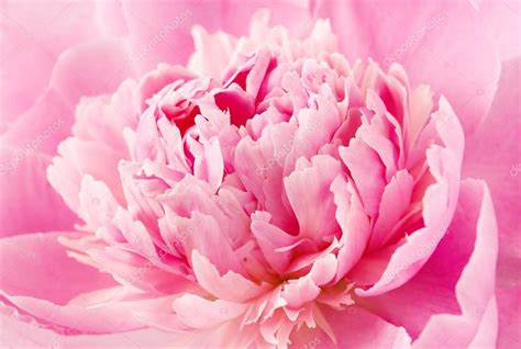 Peony flower macro — Stock Photo © LessLemon #64307725