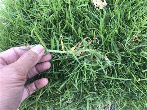 Grass ID - Bermuda / Centipede? - The Lawn Forum