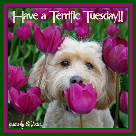 Have a Terrific Tuesday Dog in field of tulips | Beautiful dogs, Cute ...