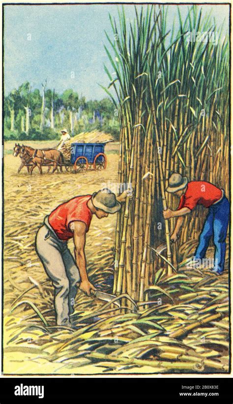 illustration of Queensland sugar cane farmers harvesting their crop ...