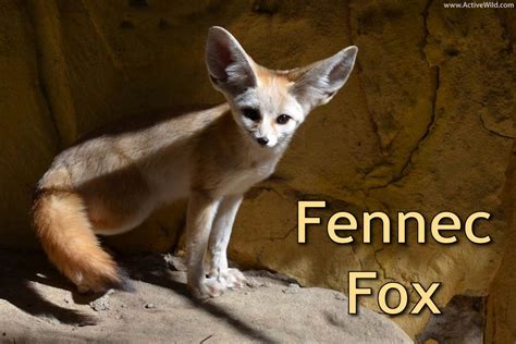 Fennec Fox Habitat