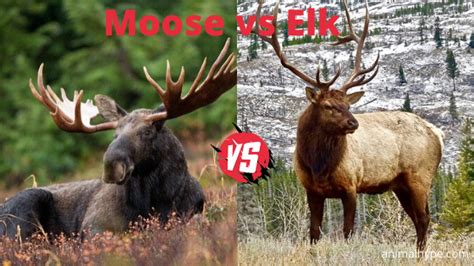 Moose vs Elk - What is the difference? - Animal Hype