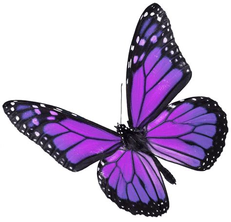 purple butterfly ⋆ Star Legacy Foundation