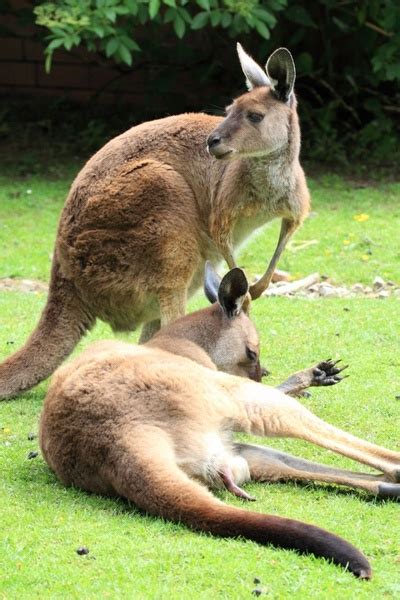 Kangaroo images free stock photos download (34 Free stock photos) for ...