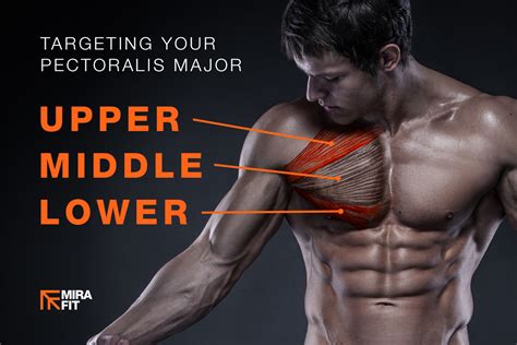 Best Exercises For Your Upper, Middle And Lower Chest | Mirafit