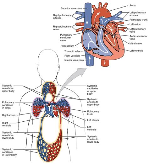 OpenStax: Anatomy and Physiology | CH19: THE CARDIOVASCULAR SYSTEM: THE ...