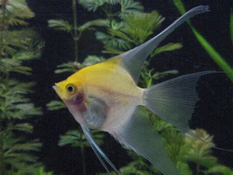 12 Popular Types of Angelfish: Freshwater Angelfish Species Guide