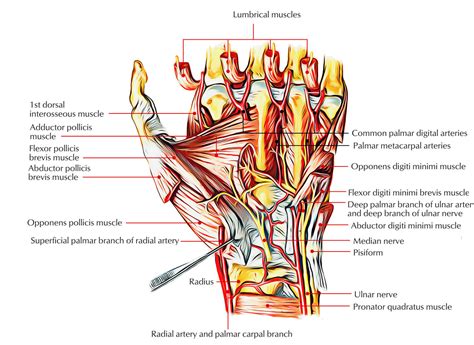 Intrinsic Muscles of the Hand – Earth's Lab