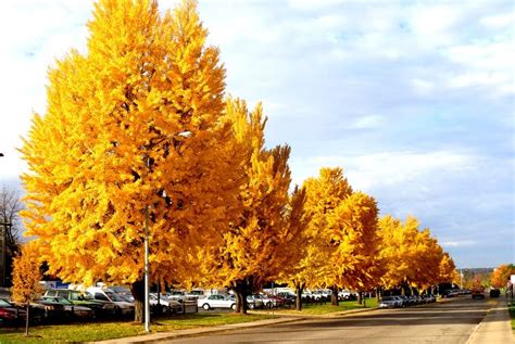 Ginkgo biloba 'Autumn Gold' - (Maidenhair Tree) (With images ...