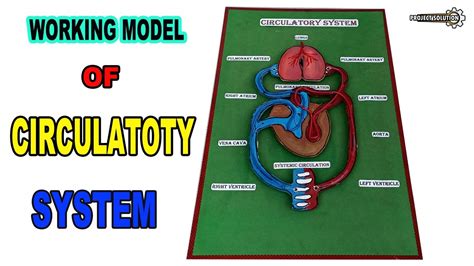 Circulatory System Model Project