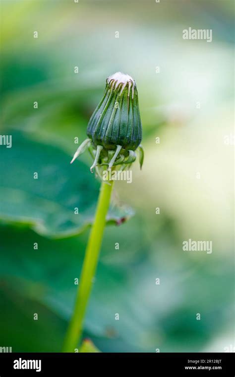 Macro photography of a peony Stock Photo - Alamy