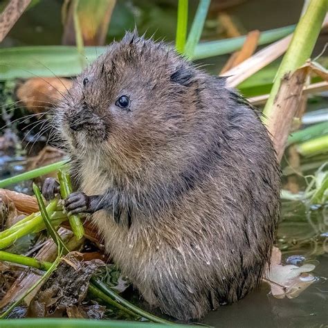 Water Vole Reintroductions in the UK