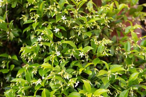 How to Grow and Care for Star Jasmine