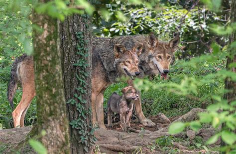 American Red Wolves - Endangered Wolf Center