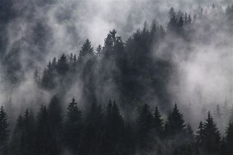 Foggy Forest Wallpapers - Top Free Foggy Forest Backgrounds ...