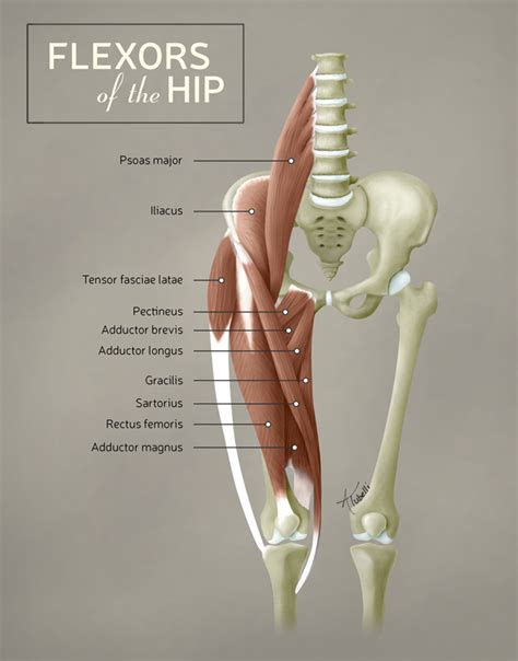 Flexors of the Hip | Andrew Tubelli