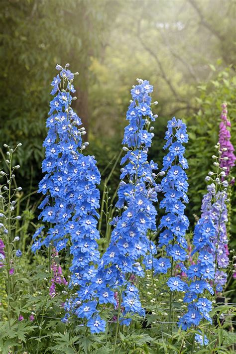 Photos Of Blue Color Flowers | Best Flower Site