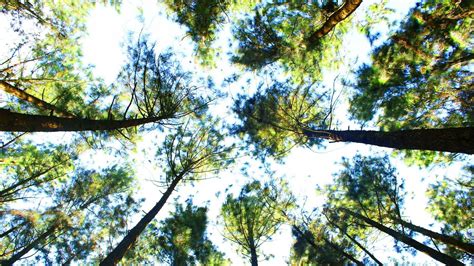 Vagamon-Pine-Forest-Pine-Trees » De Kochi - Photographic Journal