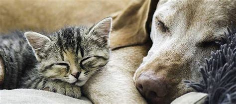 How Dogs and Cats Can Coexist | Nylabone