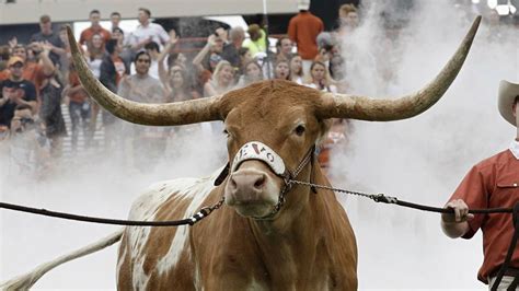 Texas president: Mascot Bevo is 'great symbol' for university despite ...