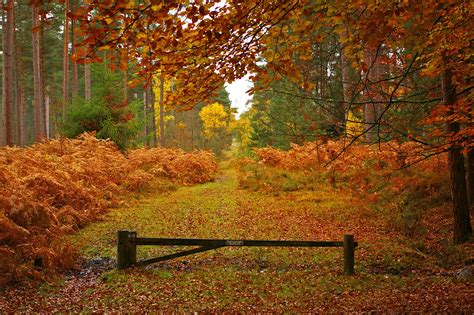 new, Forest, In, Hampshire, England, Autumn, Landscape Wallpapers HD ...