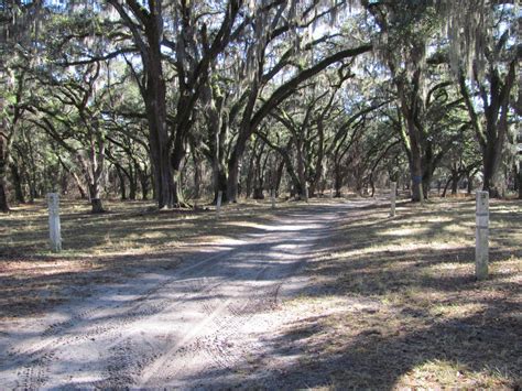 Blue Roads to Hiking Trails: Hiking in Withlacoochee State Forest