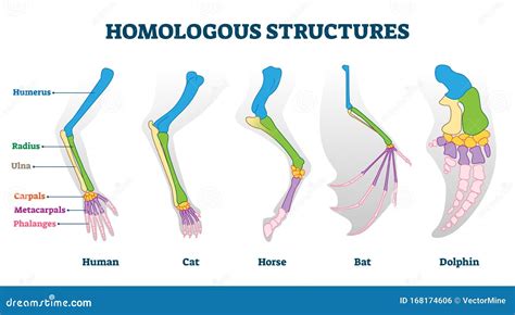 Homologous Cartoons, Illustrations & Vector Stock Images - 168 Pictures ...