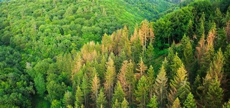 Summer Forest Background, Beautiful Bird Eye View on Green Trees ...