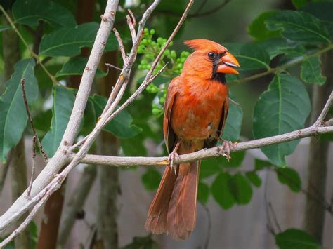 Northern Cardinal In Central Texas Photograph by JG Thompson | Fine Art ...