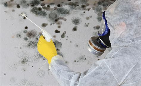 3 Simple Steps to Eliminate Mould on Walls for a Clean and Healthy Home ...