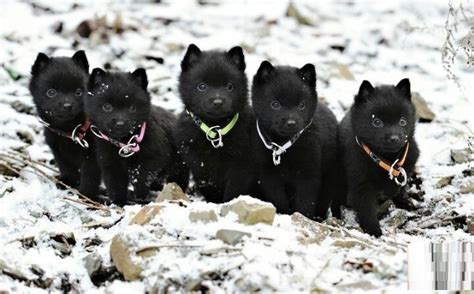 Schipperke Dog Breed - Pictures, Information, Temperament ...