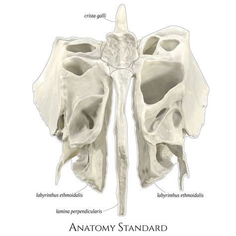 an image of the anatomy of the human skull, including the cranings