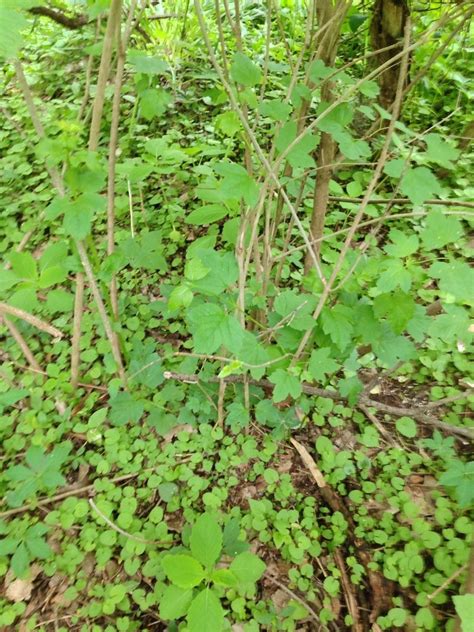 Plant Identification: CLOSED: some sort of wild grape vine?, 1 by plant_it