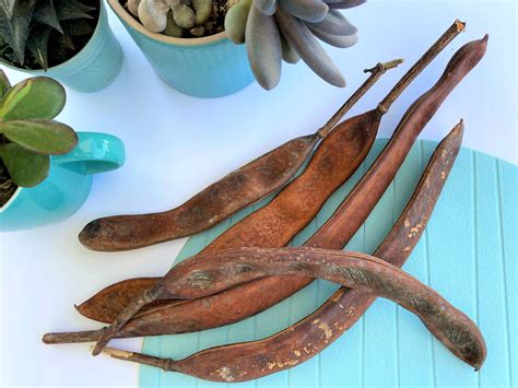 Royal Poinciana Seed Pods With Seeds, Flamboyant Tree Seed Pods ...