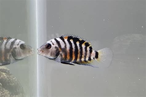 Convict Cichlid: Care, Size, Lifespan, Food & More