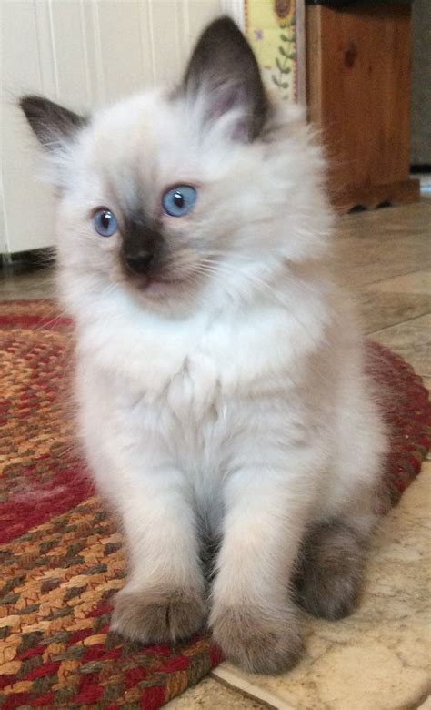 Myresa is a seal point ragdoll kitten from our third litter. She has ...