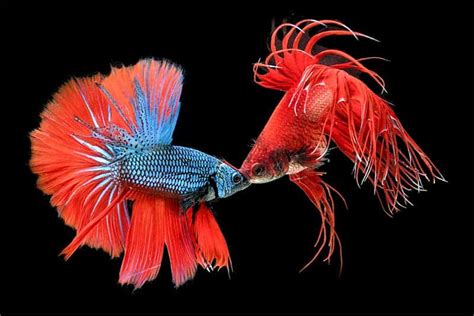 Why Do Betta Fish Fight (and how to stop aggressive behavior) - Fish ...