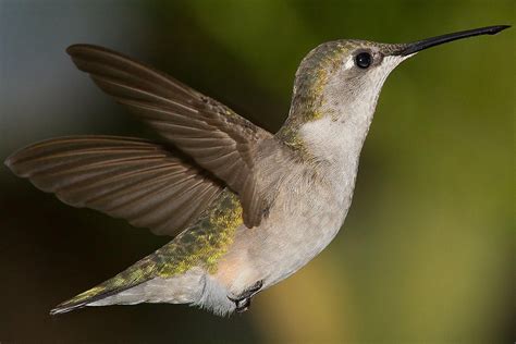 Guide to Hummingbird Flight