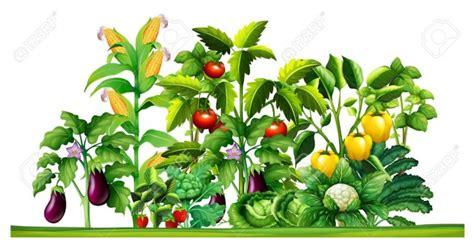 vegetable garden clip art 10 free Cliparts | Download images on ...